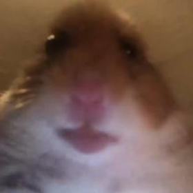 GocciCisimcigi