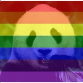 pandaxxp