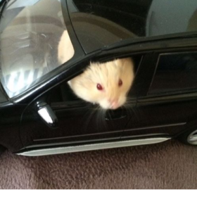 ceryancııı1