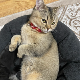 seninbenananiavradnı