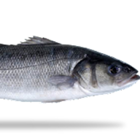 levvrek16