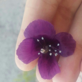tofuu