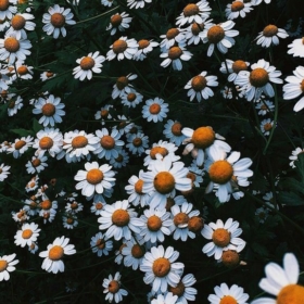 rose_mi