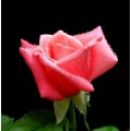 hayatoozpembe