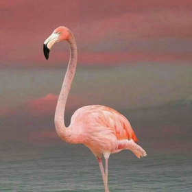pembe_devekuşu