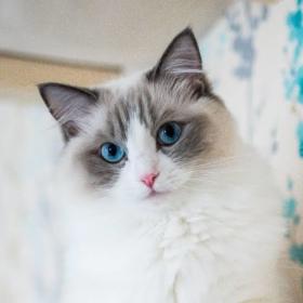 Meowseverarkadas
