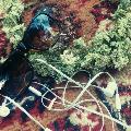 deepp_bluee