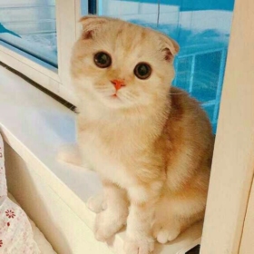 Selinmekareci