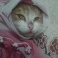 camberr