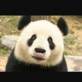 ponçik-panda