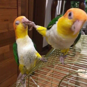 kvkvkkckc