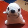 Honey_badger