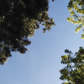 NergisÇiçeği1