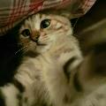 İnsanbesleyencat