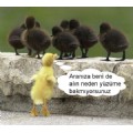 processtr