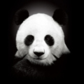 LegendPanda