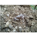 barbarian026