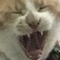 ziyangirlxd