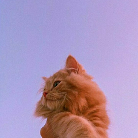 kediliyastık