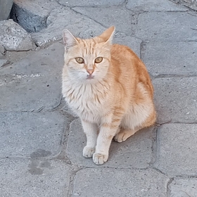 Kanaryaliçexx