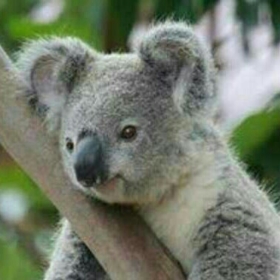 KüçükKoala