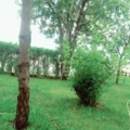 cevdetgs