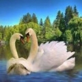 dogan_82