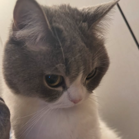 dameongrrrr