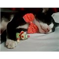 EsmerKitty