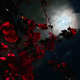 zeynepp_1