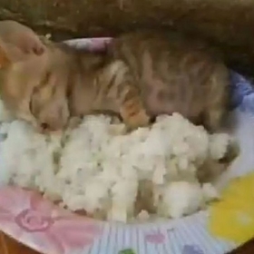 makarnakarı