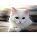 selin469