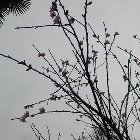 Ailurophilect