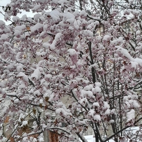 mavi00000976
