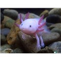 zoetheaxolotl