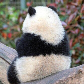 pandalaraglamaz