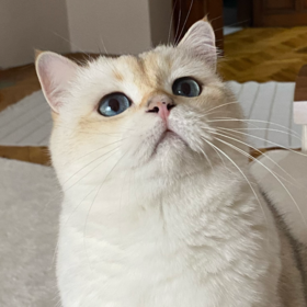 mayabogac