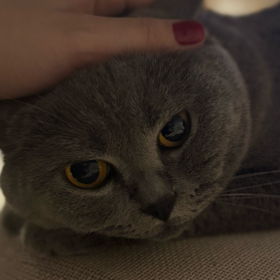 başaknurrr