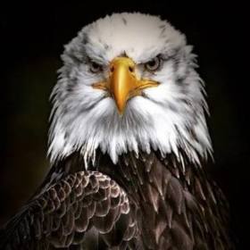 blackeagle61