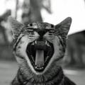 luludead