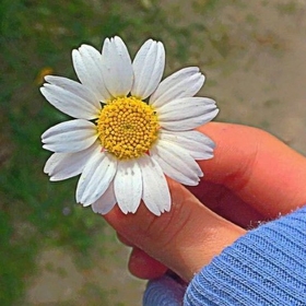 daisy0001