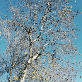 Minyoncuk_44