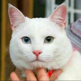 Abdullahbas5234