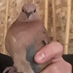 onurözz