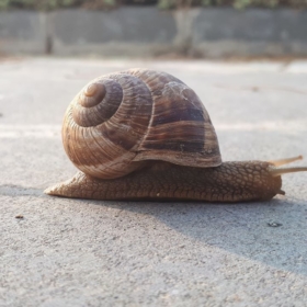 GandiPaja