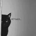 madcatlove