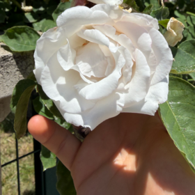 erkann_444