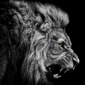 Mufasa93