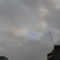 sarıcivciv16